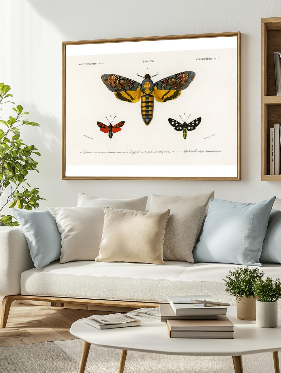 Collection moths illustrated Charles Dessalines. — room view 2