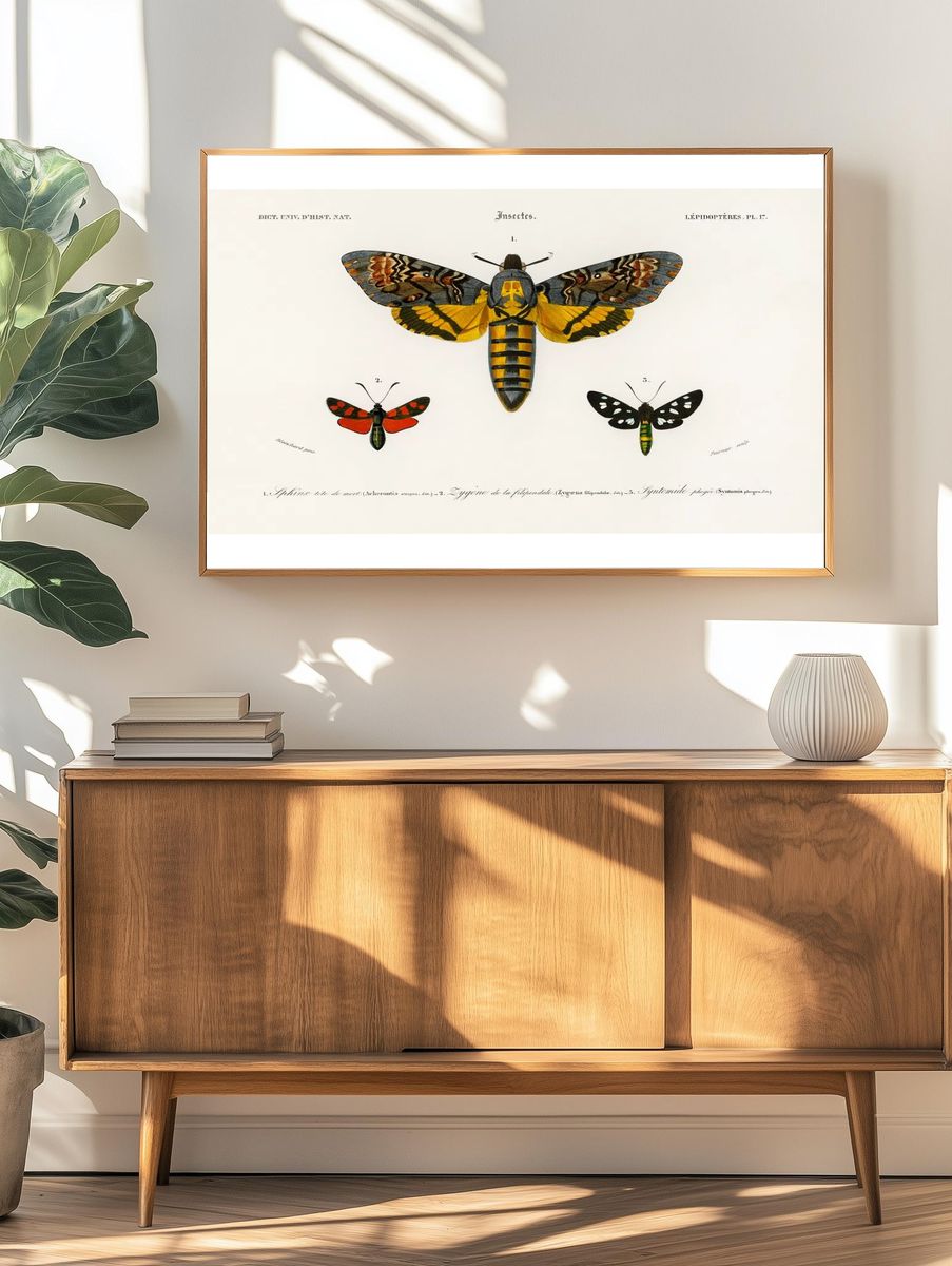 Collection moths illustrated Charles Dessalines. — room view 3