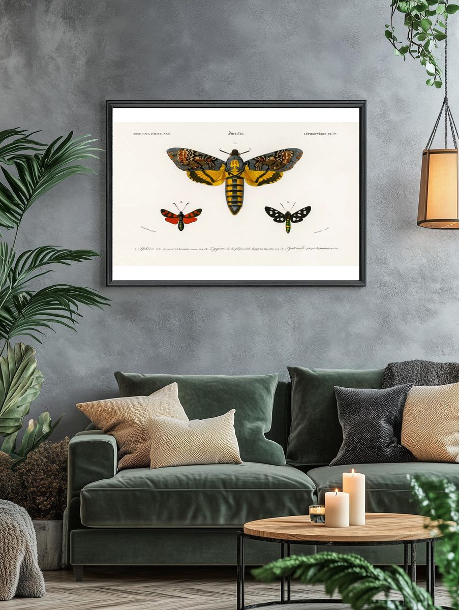 Collection moths illustrated Charles Dessalines. — room view 4