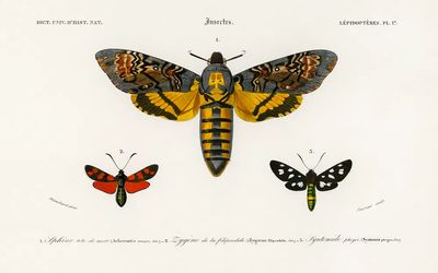 Collection moths illustrated Charles Dessalines.