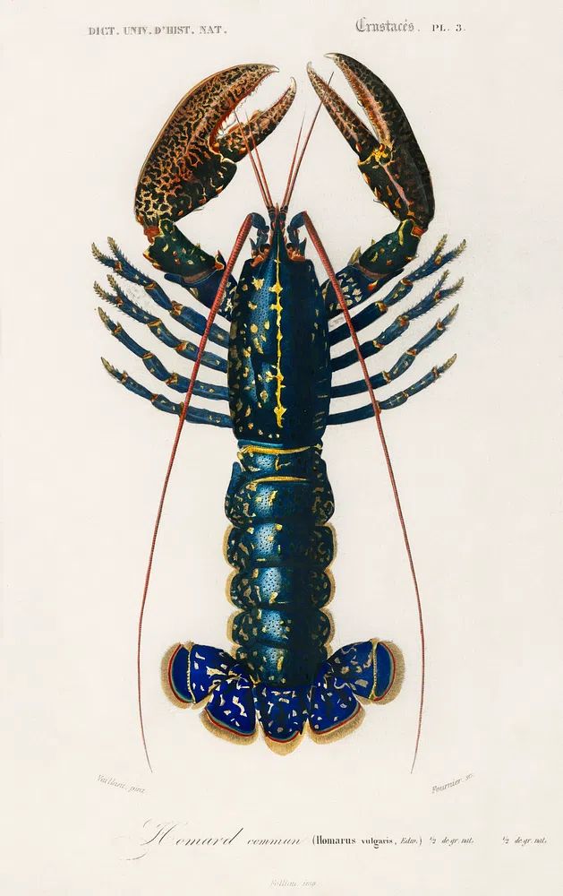 Crimson Crawfish (Palemon Ornatum) illustrated. poster — vintage art