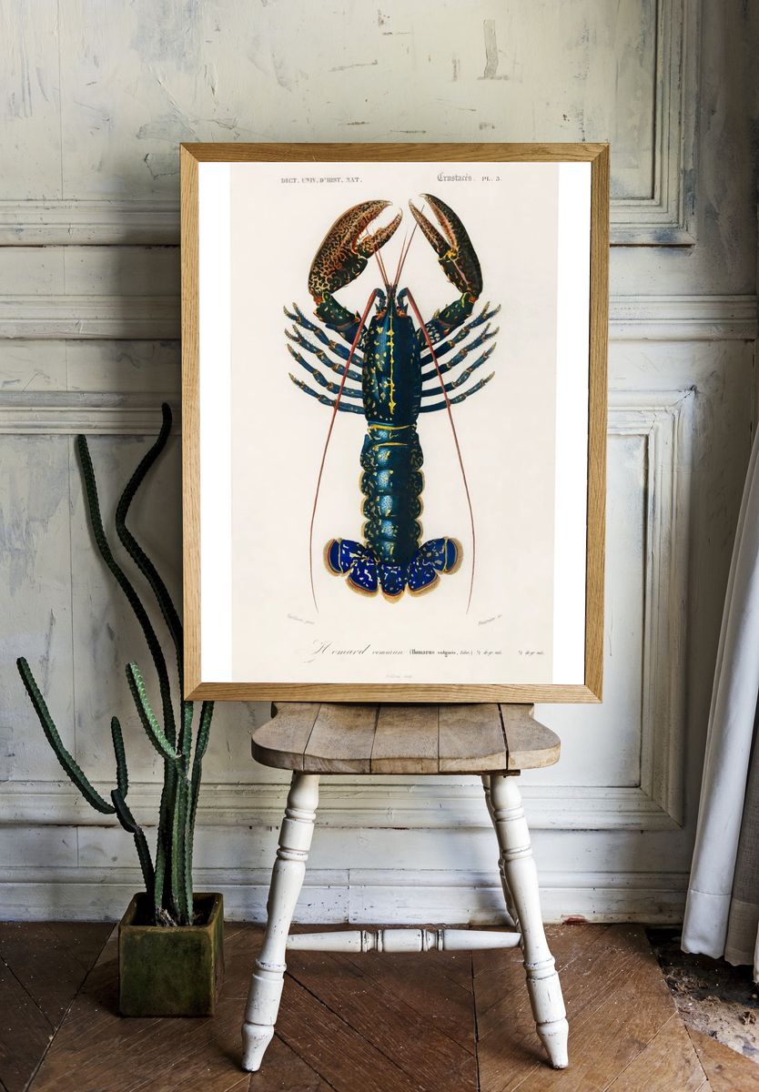 Crimson Crawfish (Palemon Ornatum) illustrated room preview