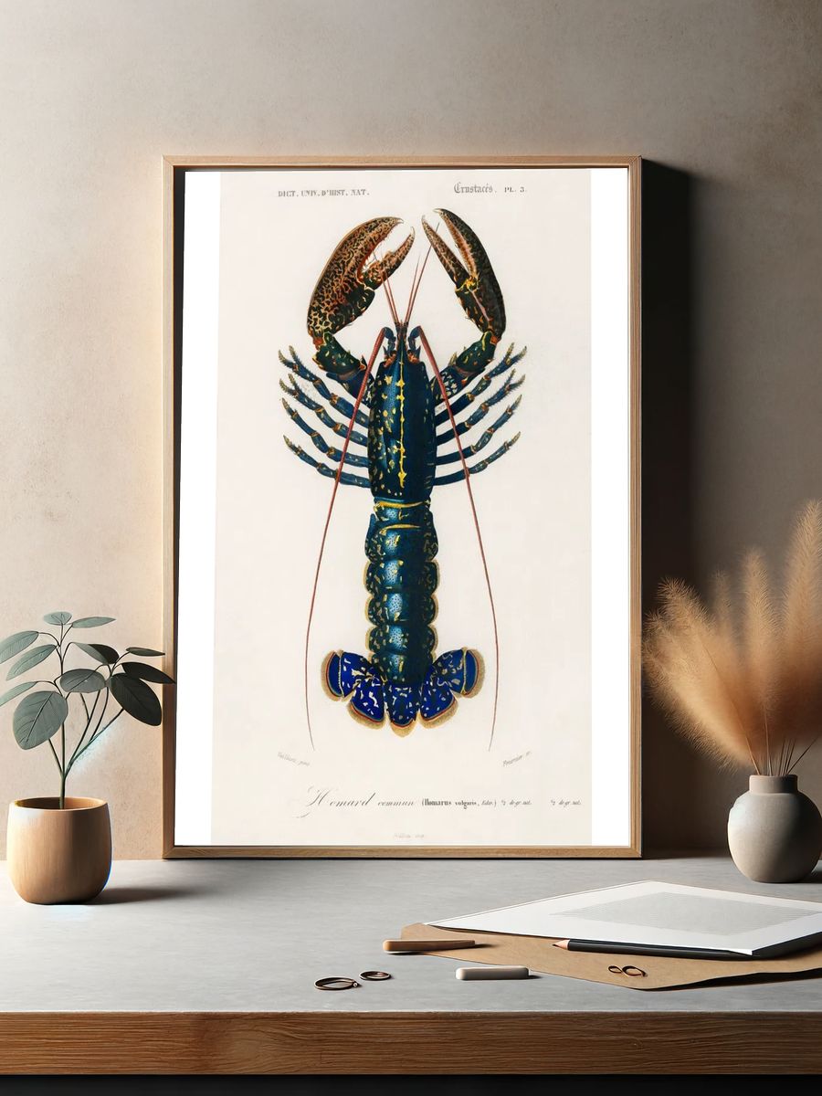 Crimson Crawfish (Palemon Ornatum) illustrated. — room view 2