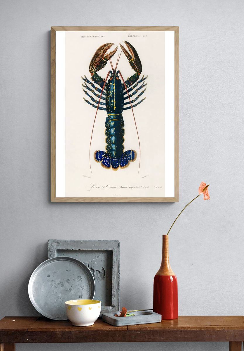 Crimson Crawfish (Palemon Ornatum) illustrated. — room view 3