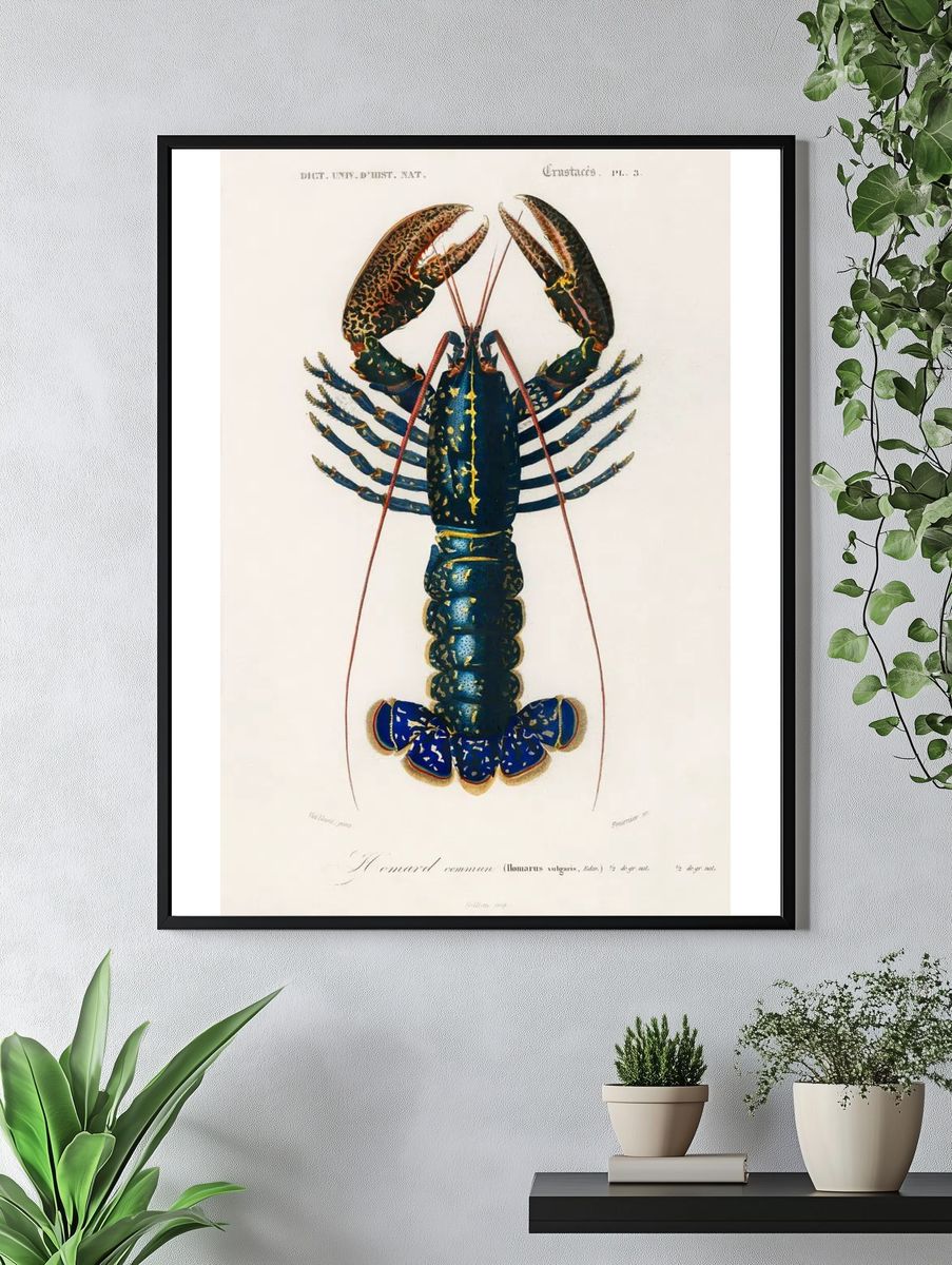 Crimson Crawfish (Palemon Ornatum) illustrated. — room view 4