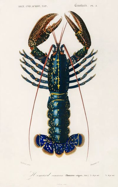 Crimson Crawfish (Palemon Ornatum) illustrated