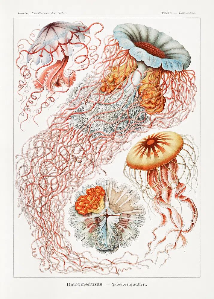 Vintage Jellyfish Study Poster. poster — vintage art