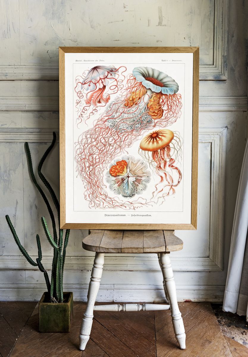 Vintage Jellyfish Study Poster. room preview