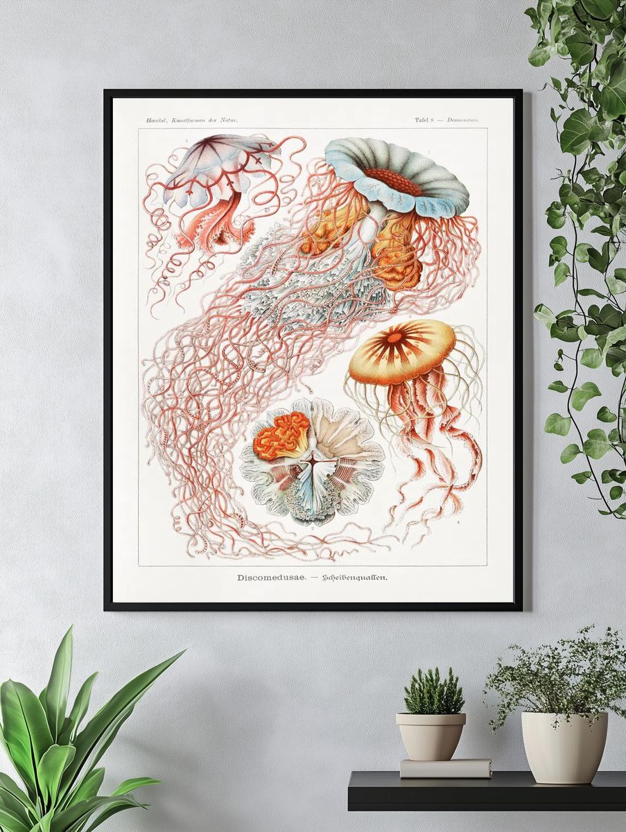 Vintage Jellyfish Study Poster. — room view 4