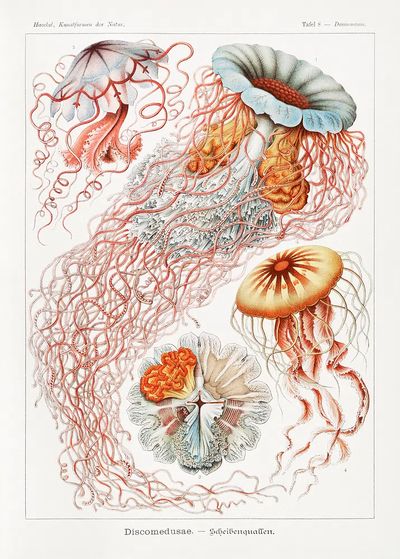 Vintage Jellyfish Study Poster. poster