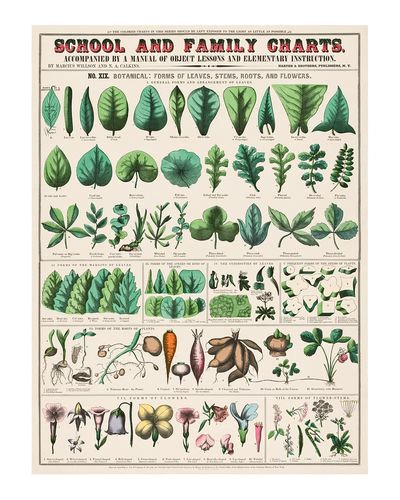 Vintage botanical art print. School. poster