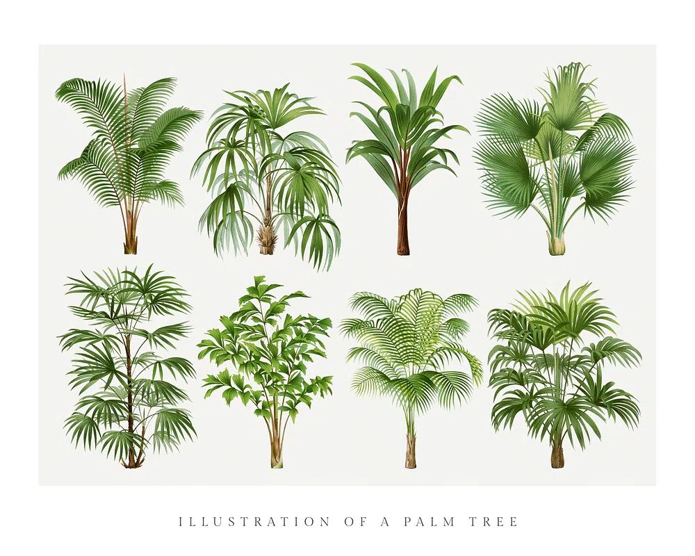 Palm tree art print, vintage. poster — botanical art