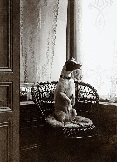 Sitting dog chair window (1900–1910).