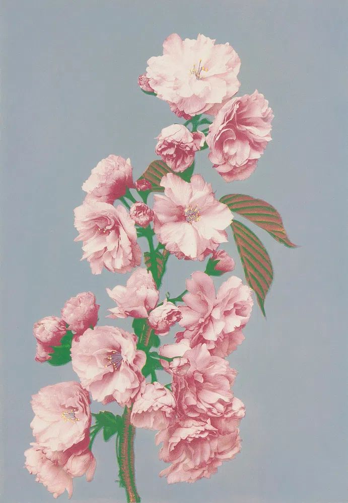 Beautiful photomechanical prints Cherry Blossom. poster — photography art