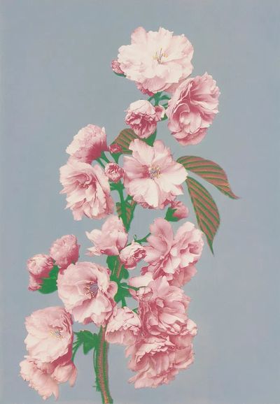 Beautiful photomechanical prints Cherry Blossom.