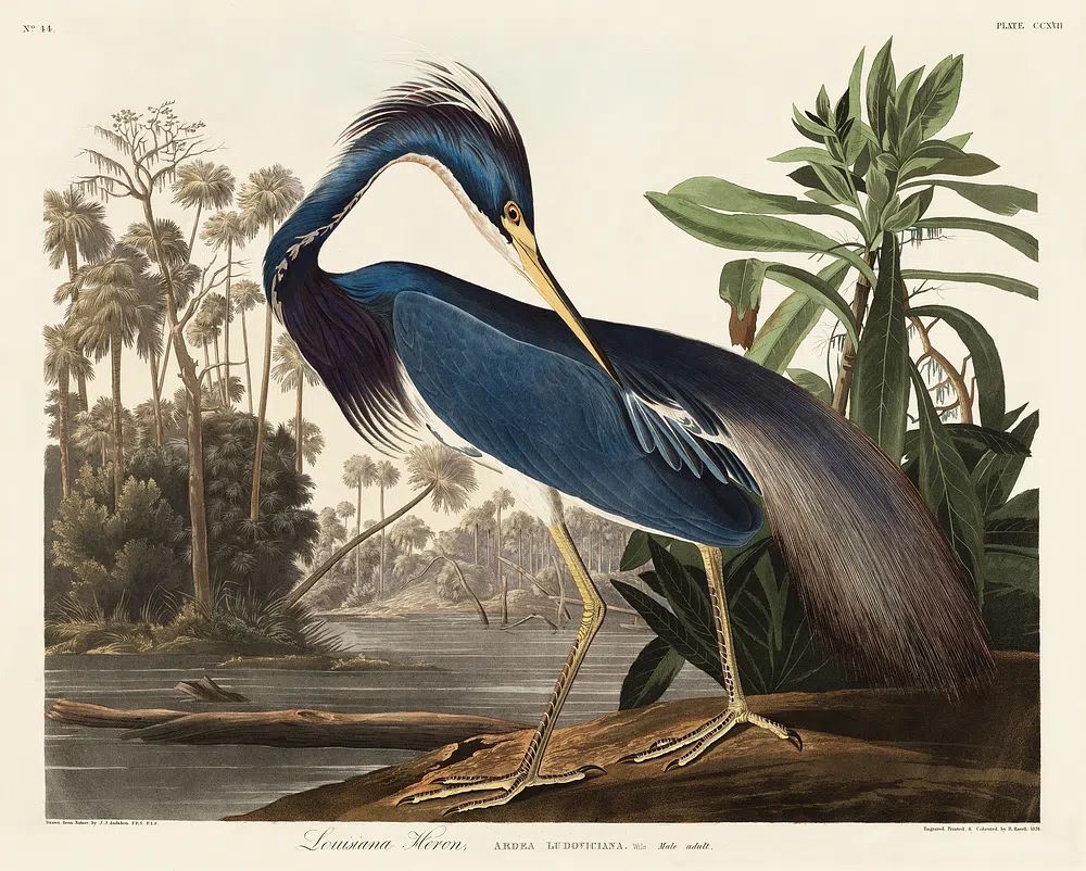 Louisiana Heron Vintage Print. poster detail