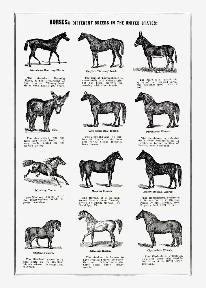 Vintage horse drawing. poster detail