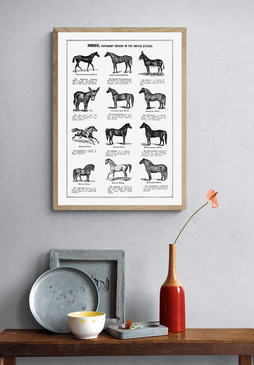 Vintage horse drawing. — room view 3