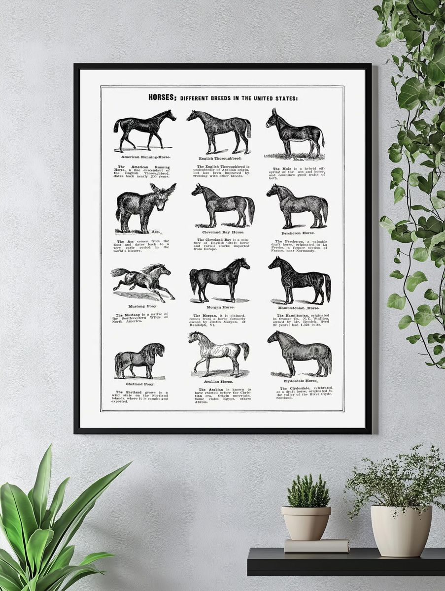Vintage horse drawing. — room view 4