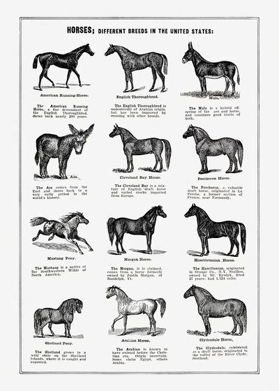 Vintage horse drawing.