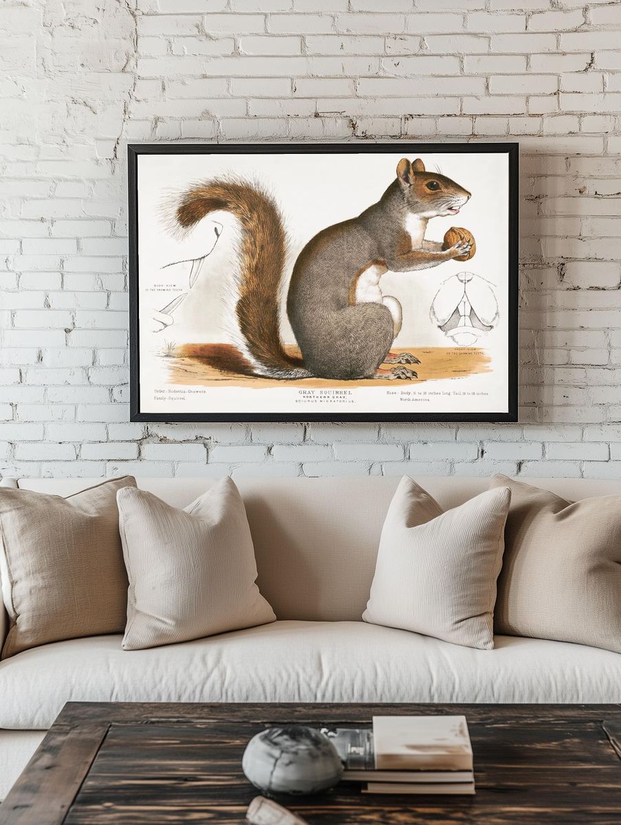 Gray Squirrel — Vintage Print. room preview