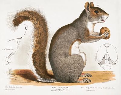 Gray Squirrel — Vintage Print. poster