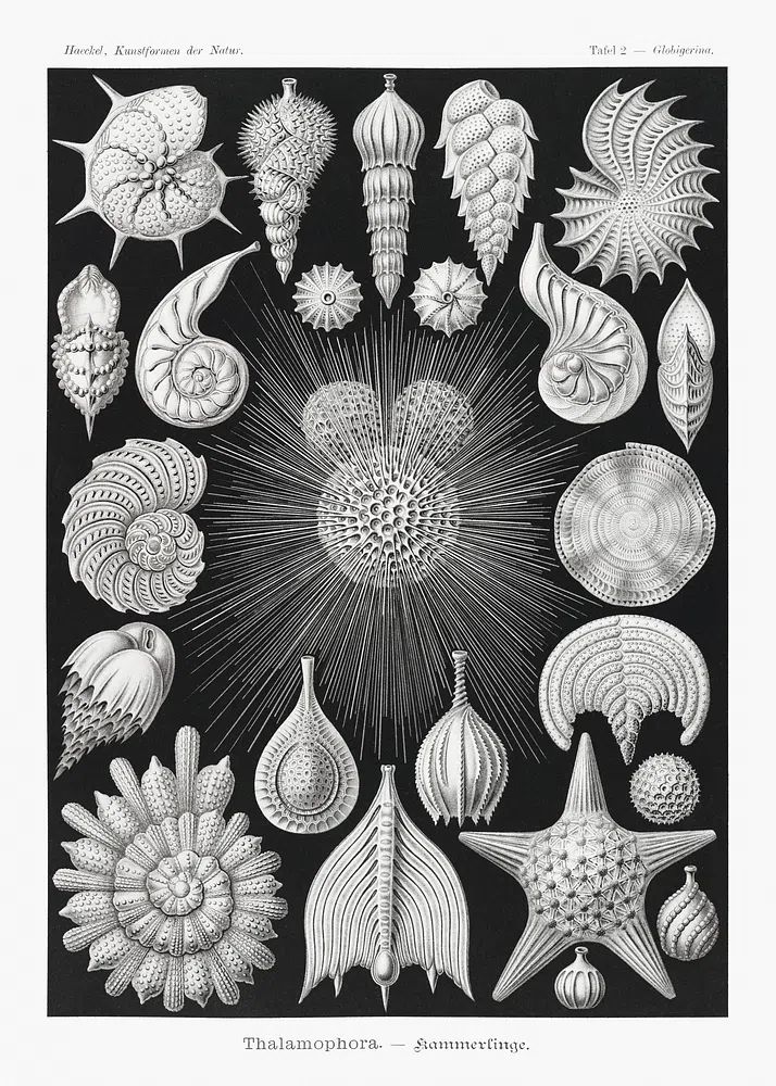 Thalamophora–Kammerlinge Kunstformen der Natur (1904). poster detail