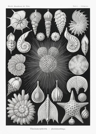 Thalamophora–Kammerlinge Kunstformen der Natur (1904). poster
