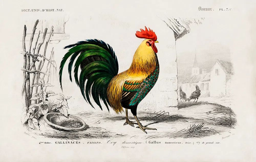 Cock illustrated Charles Dessalines D'. poster — vintage art
