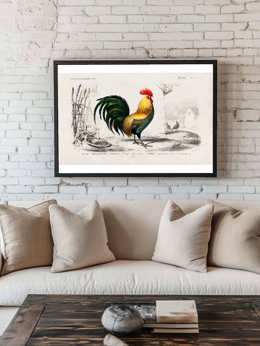 Cock illustrated Charles Dessalines D'. — room view 1