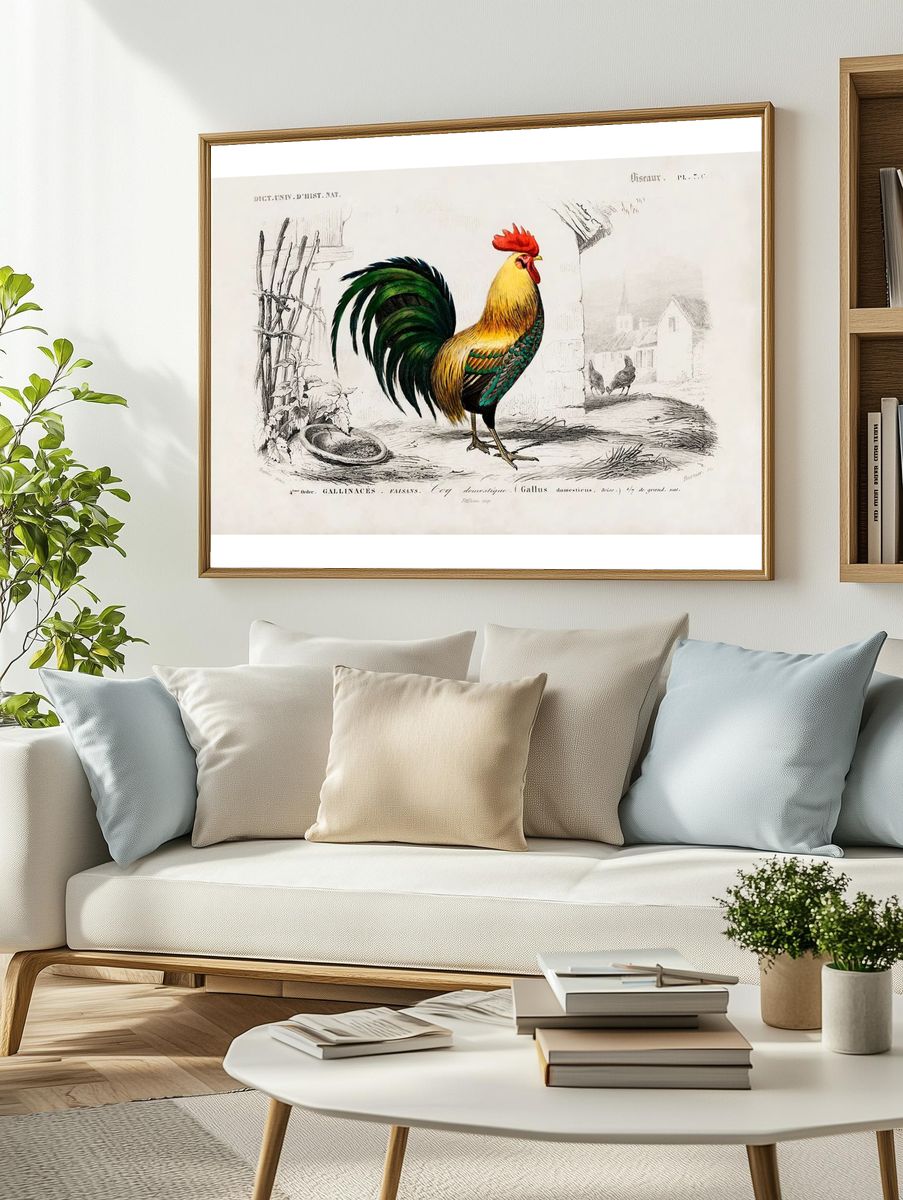 Cock illustrated Charles Dessalines D'. — room view 2