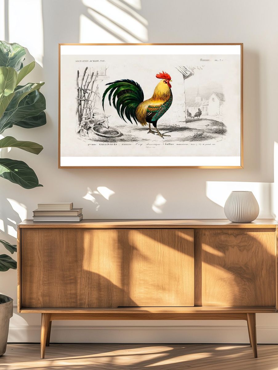 Cock illustrated Charles Dessalines D'. — room view 3