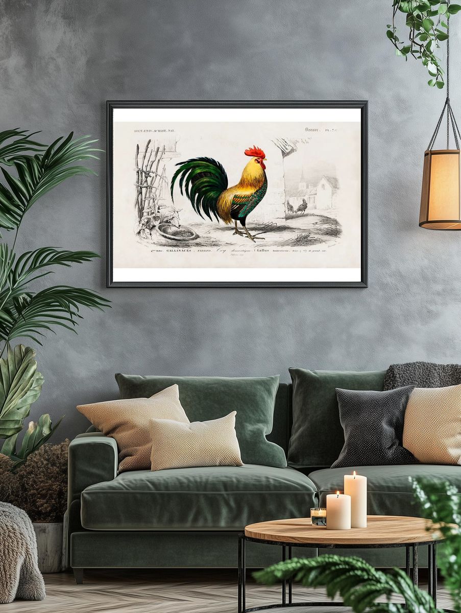 Cock illustrated Charles Dessalines D'. — room view 4