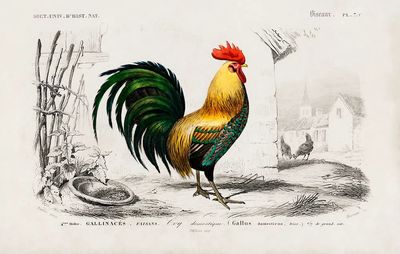 Cock illustrated Charles Dessalines D'. poster