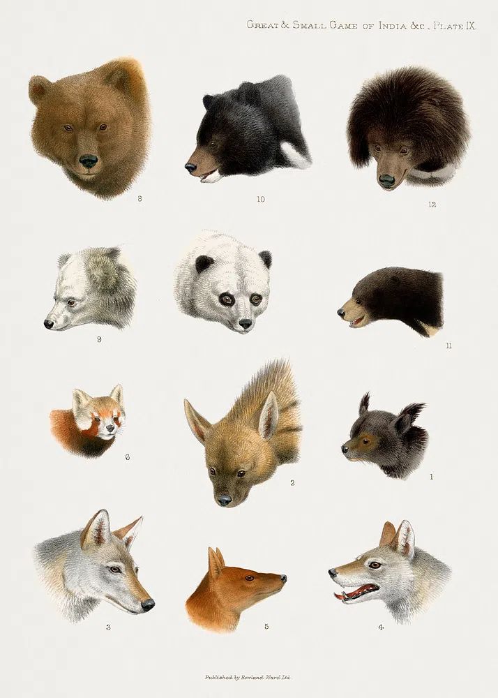 Vintage animal illustrations. poster — vintage art