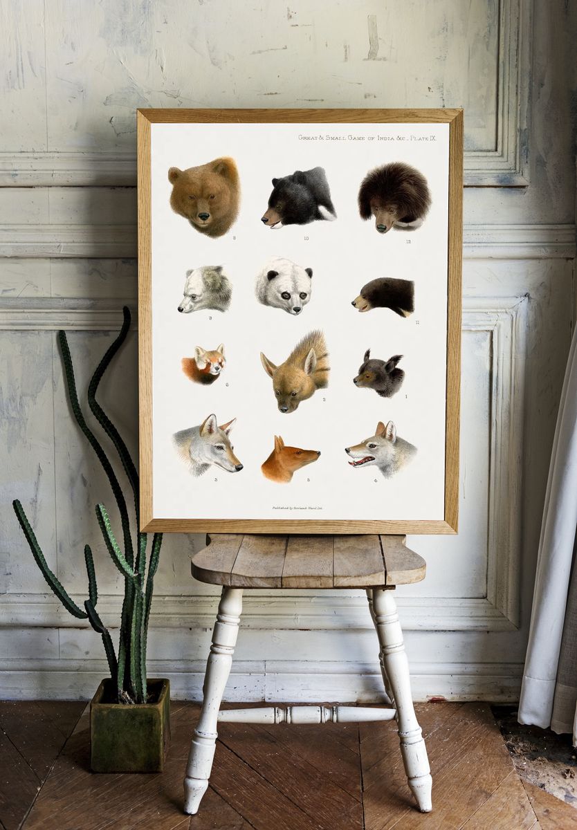 Vintage animal illustrations. room preview
