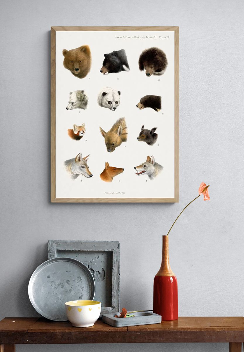 Vintage animal illustrations. — room view 3