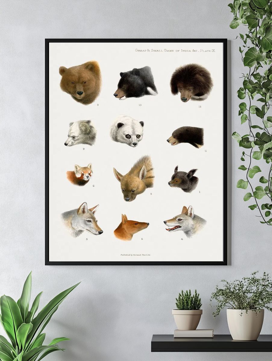 Vintage animal illustrations. — room view 4