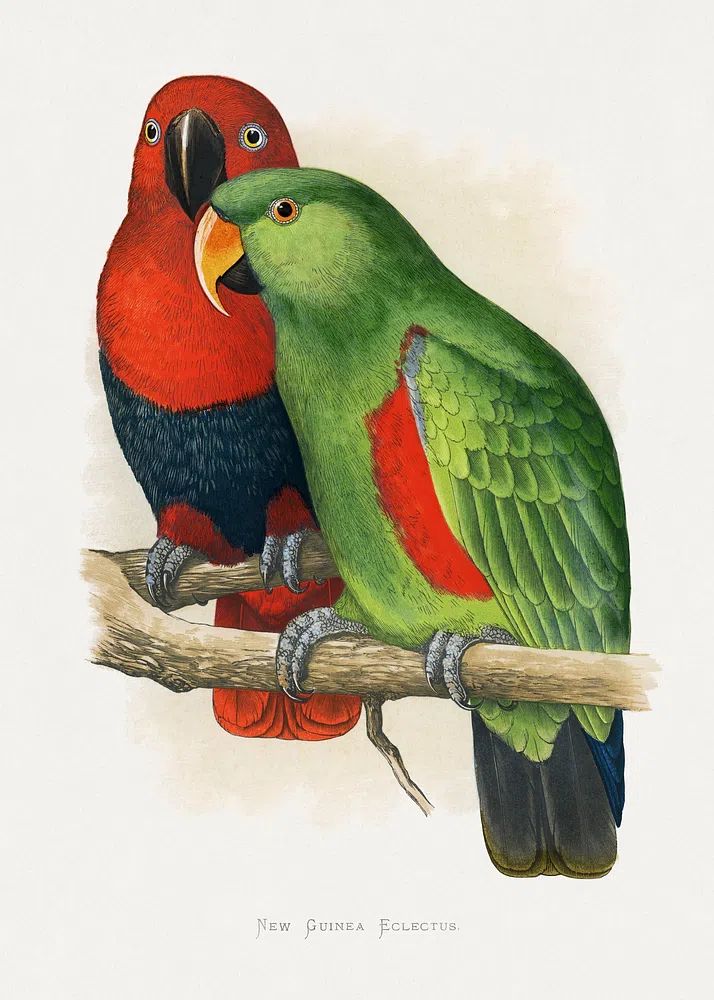 New Guinea Eclectus Parrots — Vintage Print. poster detail