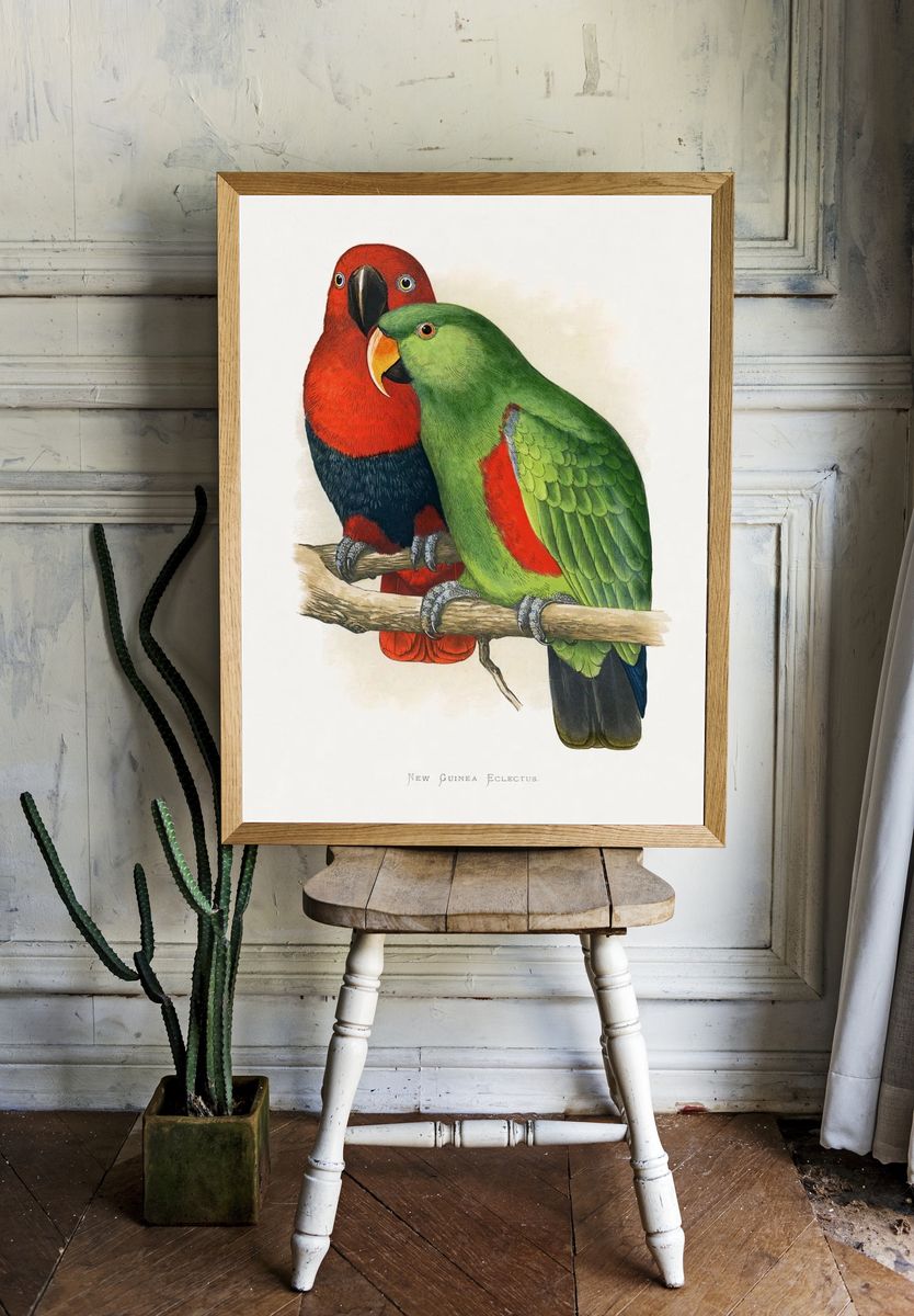 New Guinea Eclectus Parrots — Vintage Print. — room view 1
