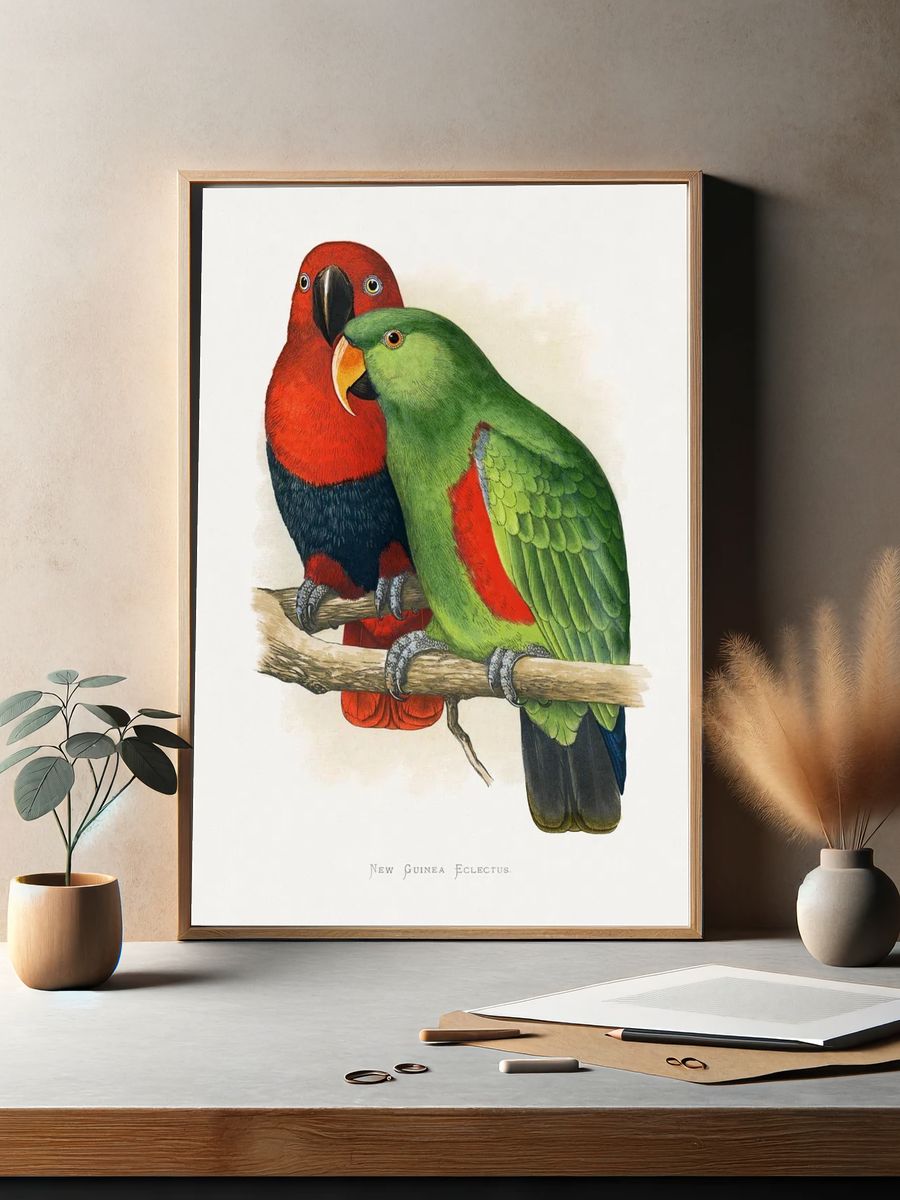 New Guinea Eclectus Parrots — Vintage Print. — room view 2