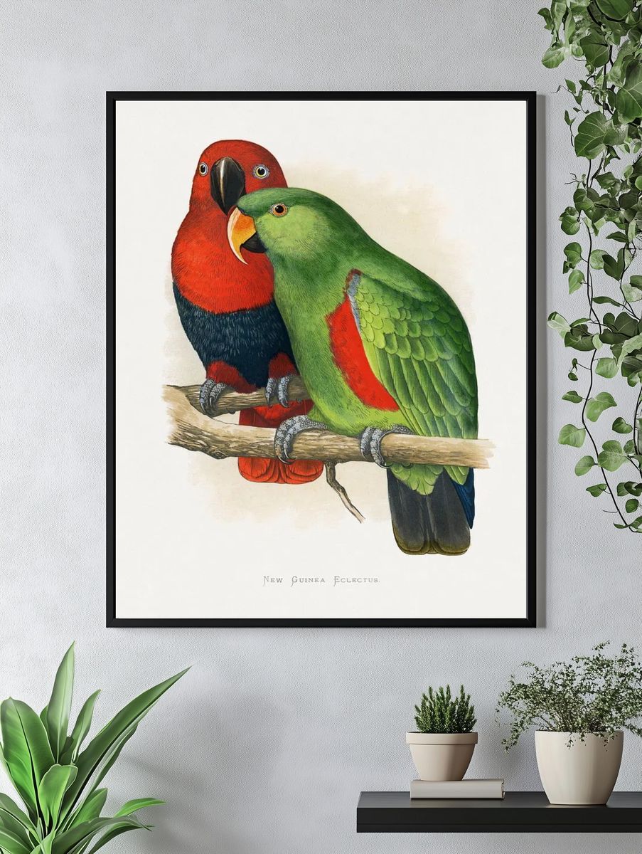 New Guinea Eclectus Parrots — Vintage Print. — room view 4