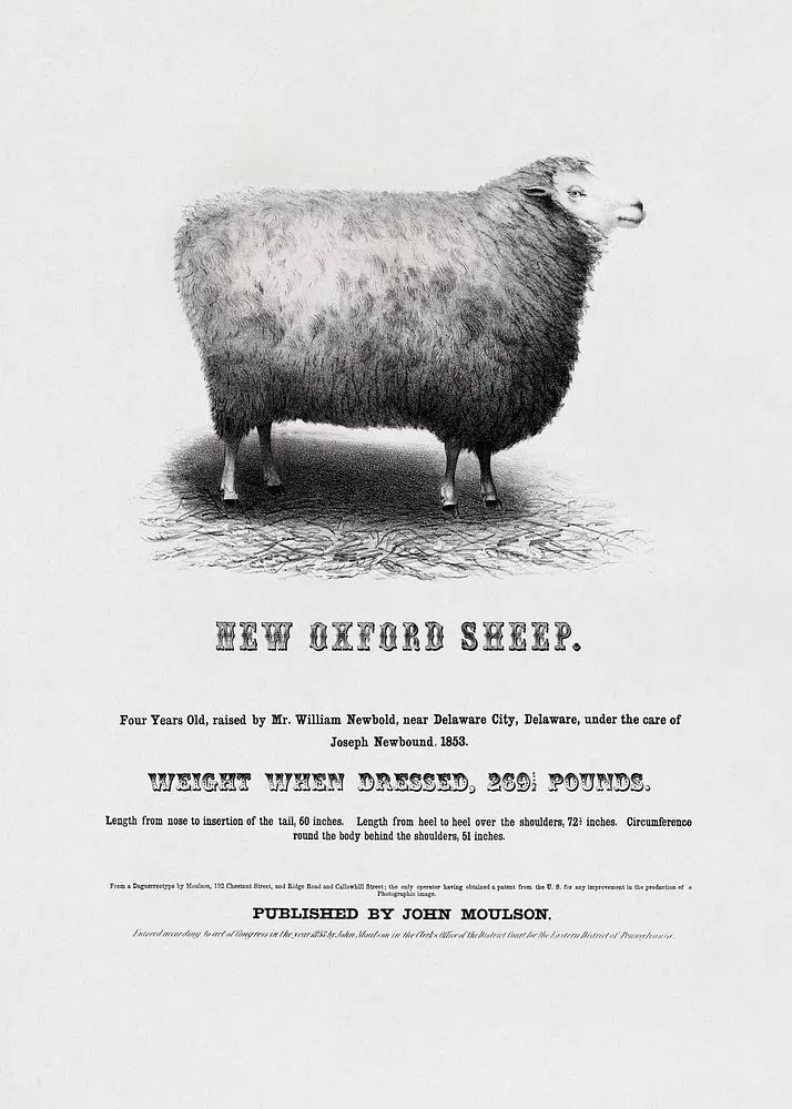 New Oxford Sheep (1853) John. poster — vintage art