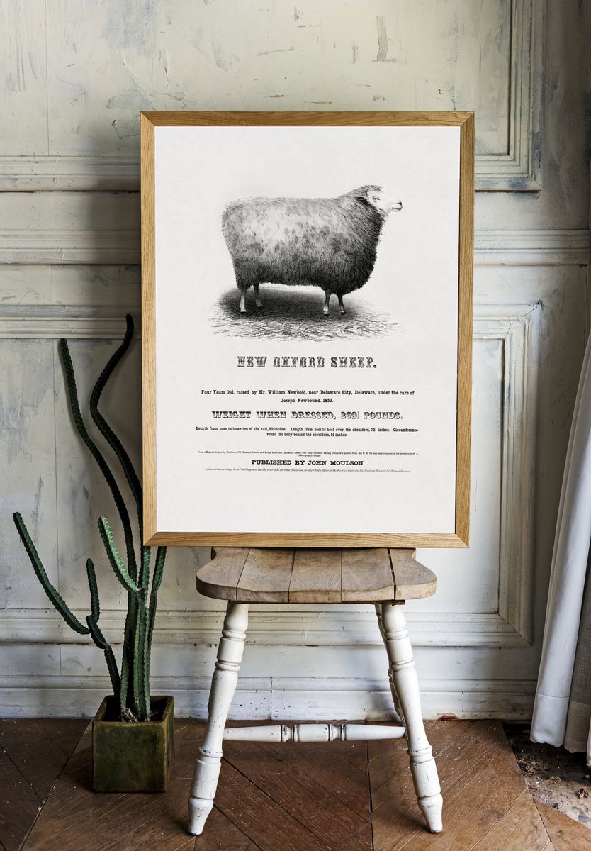 New Oxford Sheep (1853) John. room preview
