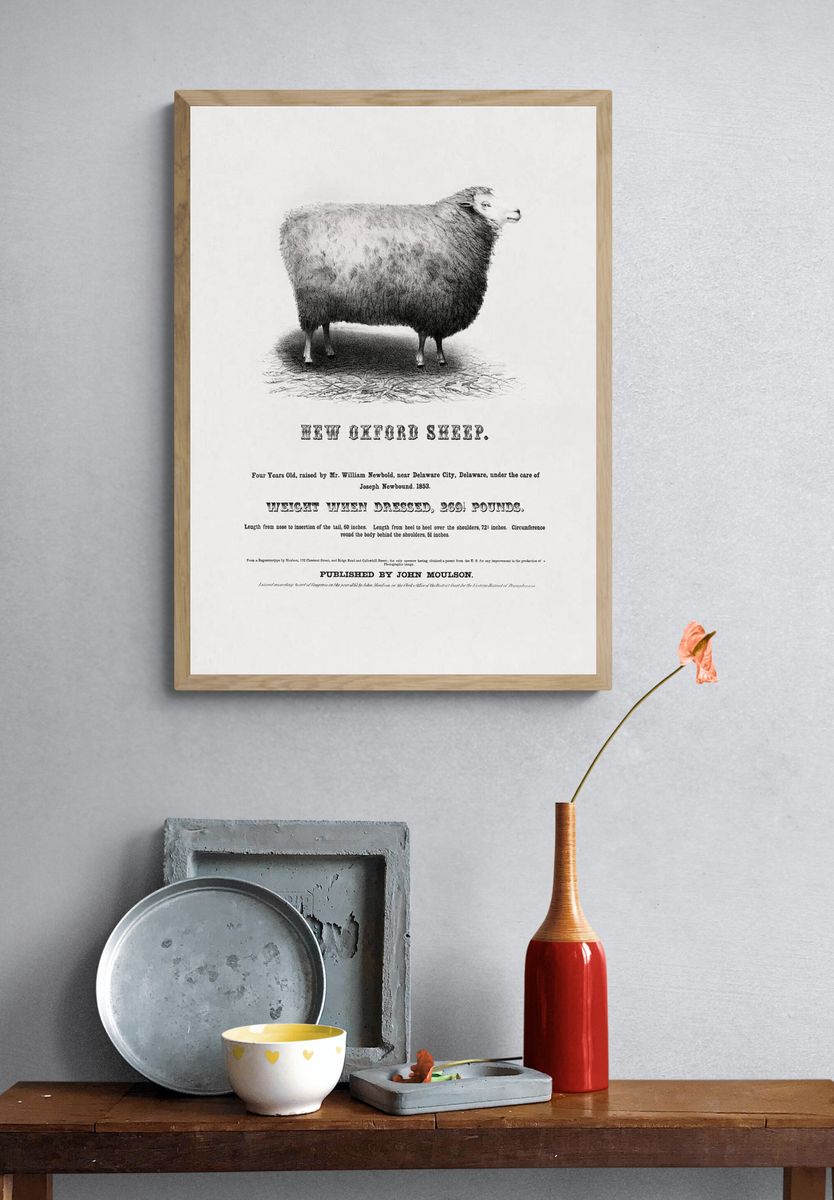 New Oxford Sheep (1853) John. — room view 3