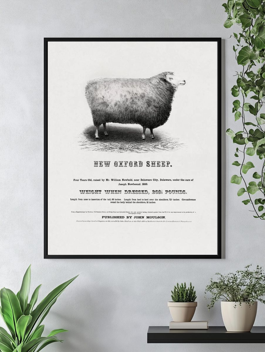 New Oxford Sheep (1853) John. — room view 4