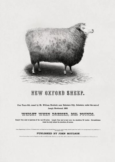 New Oxford Sheep (1853) John.