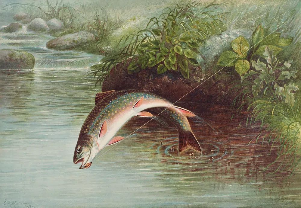 Leaping Brook Trout chromolithograph (1874). poster detail