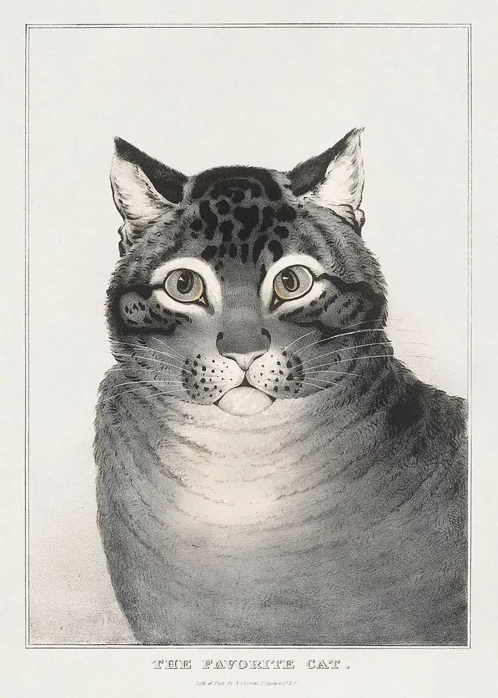 The Favorite Cat Vintage Print. poster — vintage art