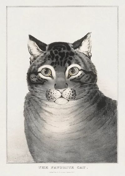 The Favorite Cat Vintage Print